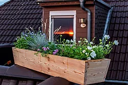 Sonniger Balkonkasten: Robuste, trockenheitsresistente Freilandpflanzen für heiße Sommertage auf dem Sims.