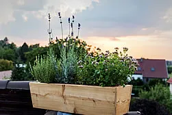 Ziergräser im Balkonkasten: Grazile Wuchsformen bringen Leichtigkeit, Bewegung und Sichtschutz auf die Terrasse.