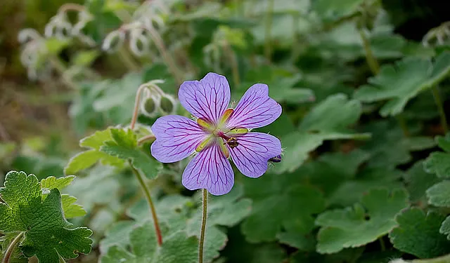 Galabau Projektplanung: Herbstliche Beetgestaltung mit strukturgebenden Gräsern