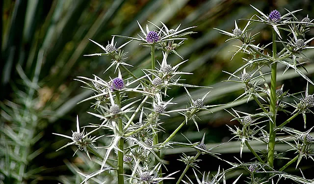 Gärtnerei Kontakt: Alpines Pflanzensortiment und schnelle Kontaktmöglichkeit für Fragen zu Steingartenstauden