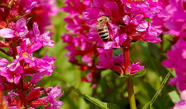 Gärtnerei Startseite: Zarte Frühlingsblüher für den erwachenden Staudengarten in Graupa.