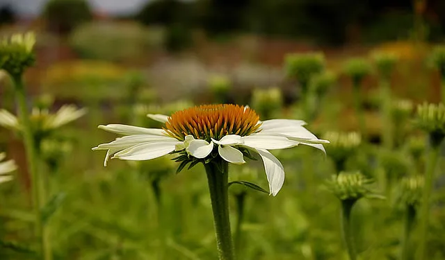 Stauden Versand: Blütenwunder für halbschattige Gartenräume behutsam eingepackt