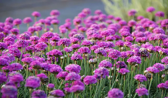 Gärtnerei Ansprechpartner: Erfahrene Staudengärtner für individuelle Gartenfragen und Anfragen.