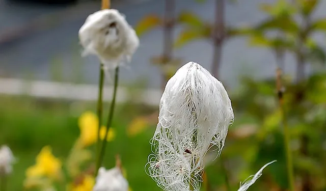 Stauden Privatverkauf: Bienenfreundliche Wildstauden für den privaten Naturgarten auswählen